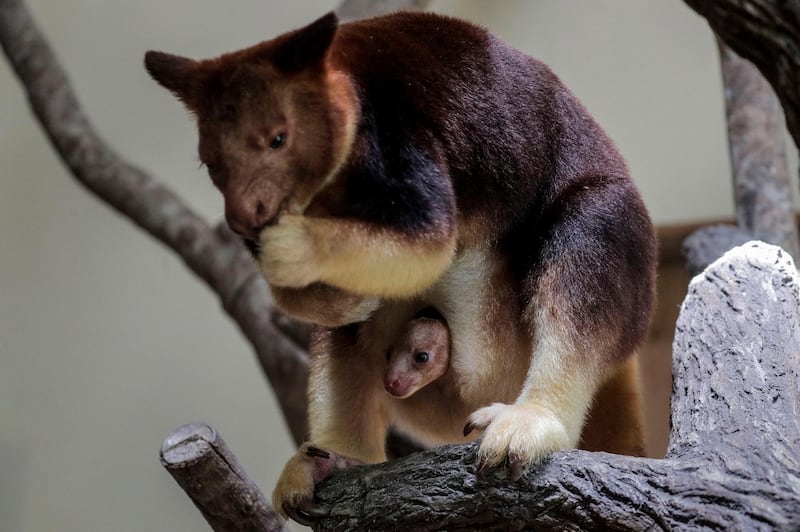 A Goodfellow's tree kangaroo joey peeks out of its mother pouch while perched on a branch in an enclosure at the Singapore Zoo in Singapore. The joey was born on 04 February at the Singapore Zoo, and along with its parents are one of 58 tree kangaroos under human care in the world.  EPA