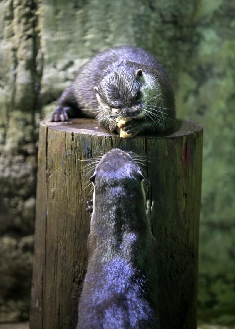 Diego, the otter-artist, shares his after-painting snack with his buddy. Silvia Razgova / The National