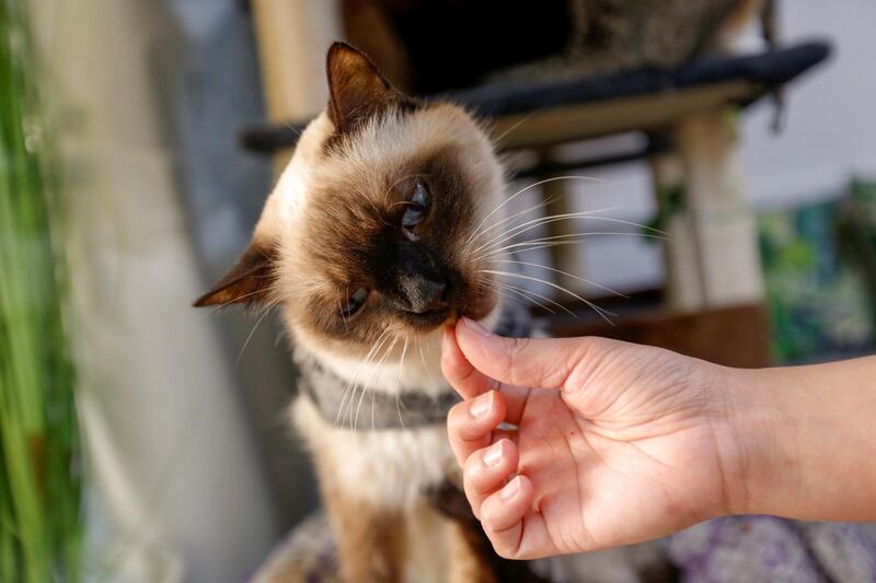 A worker feeds a cat at the Ailuromania Cat Cafe. Reuters