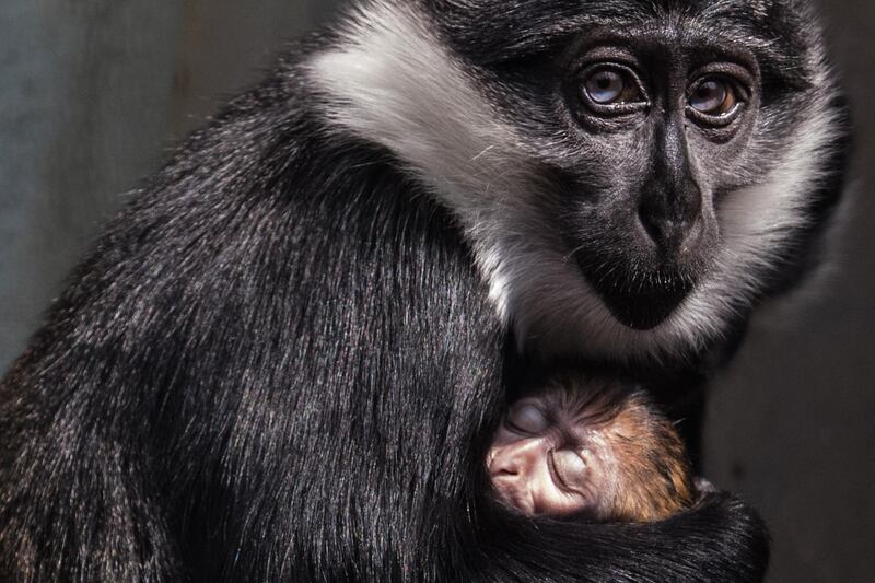 Keyah, a hoest monkey, cuddles her newly born cub, in her enclosure at the Mulhouse zoo, in Mulhouse, eastern France. AFP