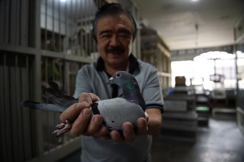 Jaime Lim, one of the Philippines' best-known pigeon fanciers, shows one of his racing pigeons at his home in Manila. All photos by AFP