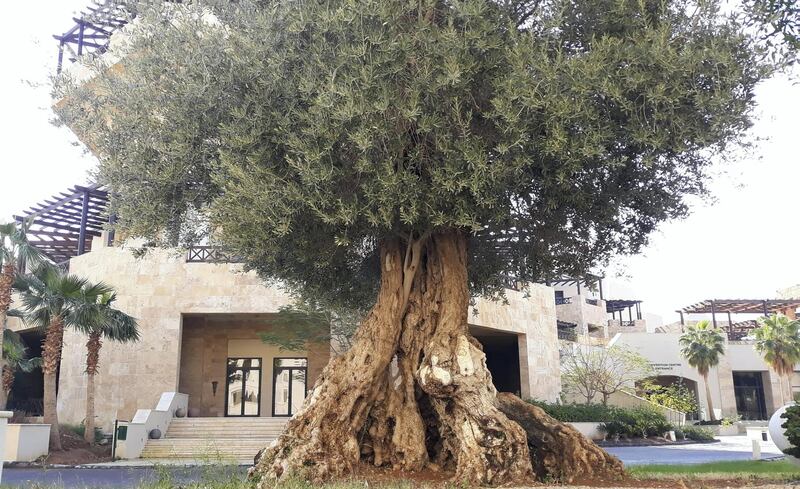 An ancient olive tree at the King Hussein Conference Centre, Hilton Dead Sea Resort. Photo: Nico Dingemans