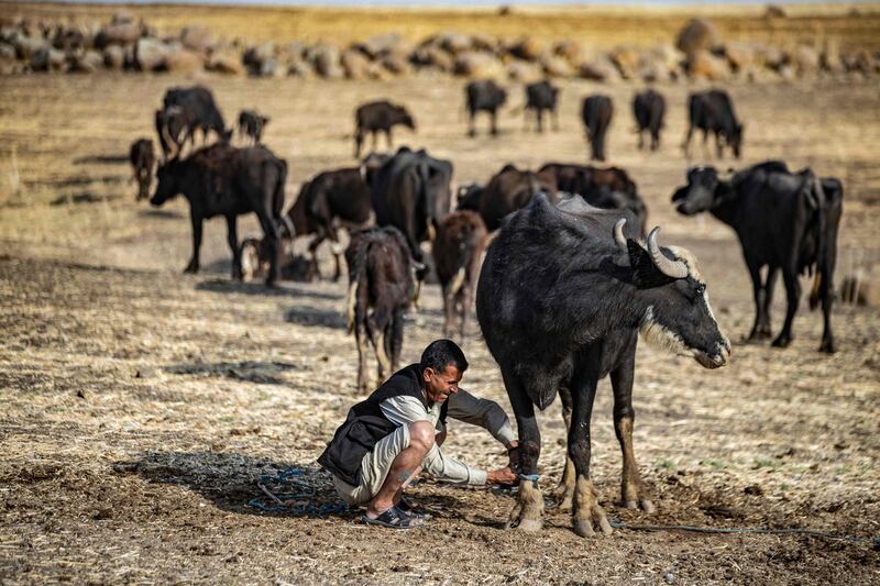As Syria experiences warmer climes its droughts worsen, resulting in dwindling livestock.