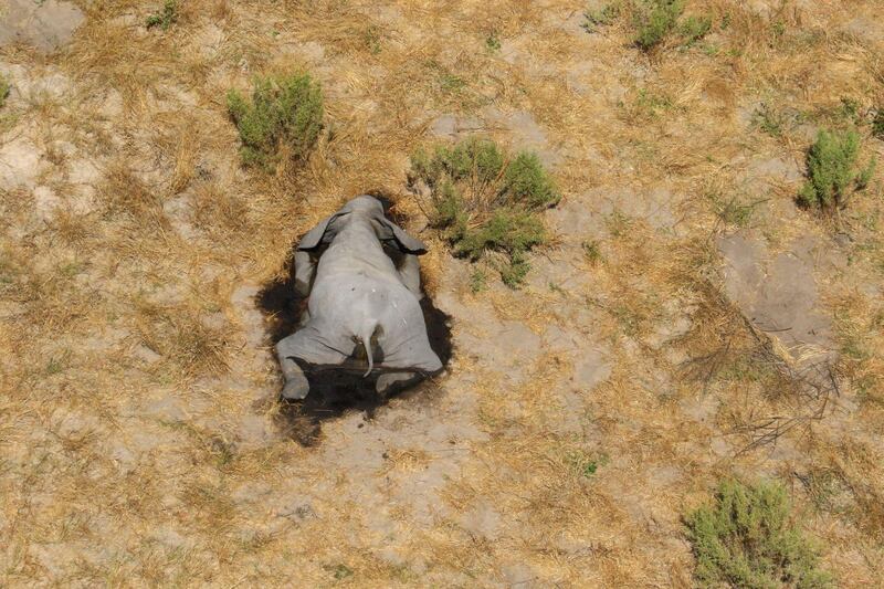 Aerial view of the carcass of one of the approximately 350 elephants that have been found dead for unknown reasons in the Okavango Delta area, near the town of Maun, northern Botswana. This unprecedented death toll for the pachyderms does not appear to be related to poaching, as their coveted ivory tusks are still attached to the corpses. Authorities are performing various tests to determine the cause of death.  EPA