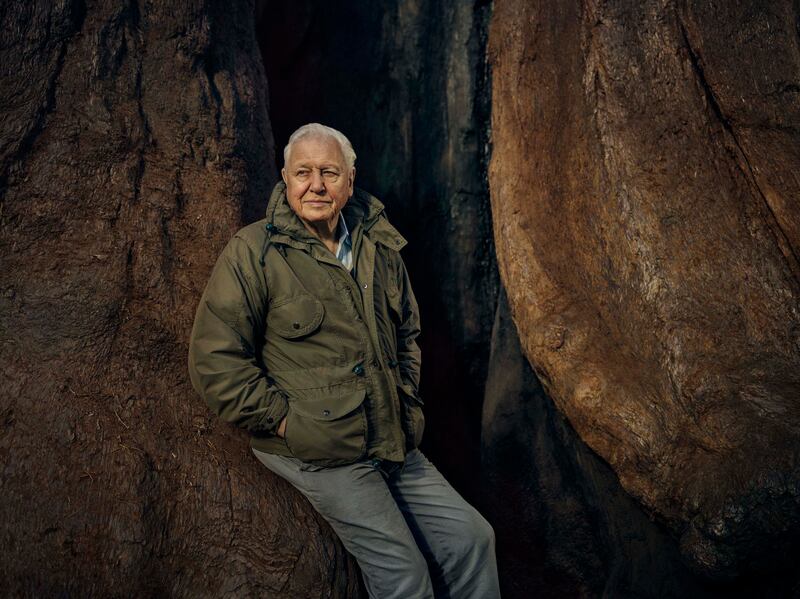 Sir David Attenborough is behind new nature series, ‘The Green Planet’. Photo: BBC / Sam Barker