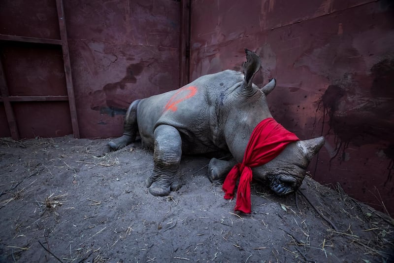 Neil Aldrige's picture of a young southern white rhinoceros, drugged and blindfolded, and about to be released into the wild in Okavango Delta, Botswana, won the 1st prize of the 'Environment - Singles' category. EPA/NEIL ALDRIDGE