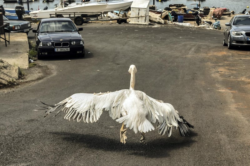 Beirut, Lebanon, 11 September 2020. Ovi the pelican, stretches his damaged wings. Missing his flight feathers, he is not quite ready to take off yet. Elizabeth Fitt for The National