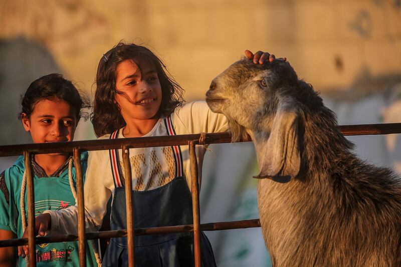 Palestinian girls play with sheep at a livestock market in the southern Gaza Strip. Gazans are buying more sheep and cattle in preparation for the upcoming Sacrifice Feast. Eid al-Adha is the holiest of the two Muslims holidays celebrated each year, it marks the yearly Muslim pilgrimage (Hajj) to visit Mecca, the holiest place in Islam. Muslims slaughter a sacrificial animal and split the meat into three parts, one for the family, one for friends and relatives, and one for the poor and needy.  EPA