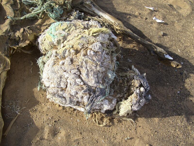 The waste forms huge lumps inside the animals' stomachs called "polybezoars". The photos show some of these lumps found inside camel skeletons in the desert in the UAE. courtesy: Dr Ulrich Wernery of the Central Veterinary Research Laboratory in Dubai. (To go with Daniel Bardsley)