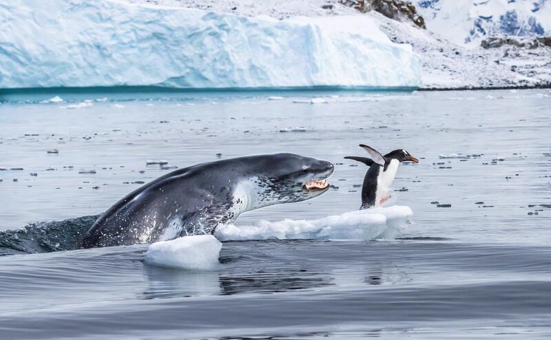 'If Penguins Could Fly' by Eduardo Del Alamo, from Spain. Highly Commended in the Behaviour: Mammals category. A gentoo penguin – the fastest underwater swimmer of all penguins – flees for its life as a leopard seal bursts out of the water. Courtesy Eduardo Del Alamo / Wildlife Photographer of the Year