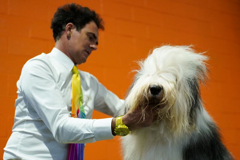 An old English sheepdog is groomed before competition. PA