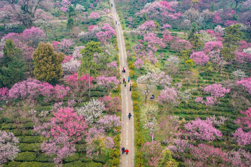 Plum blossoms in Nanjing, in China's eastern Jiangsu province. AFP