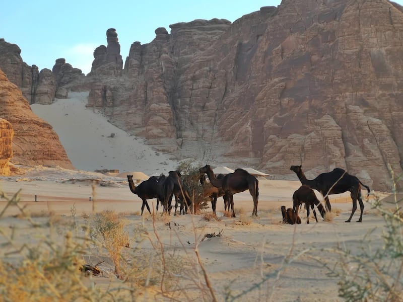 Camels roam around Al Ula. Courtesy Royal Commission for Al Ula