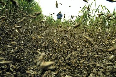 Swarms of locusts, like these, have descended on Abu Dhabi's Al Dhafra area. Getty Images