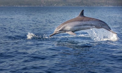 The bottlenose dolphin has been found in large numbers in waters around Abu Dhabi.