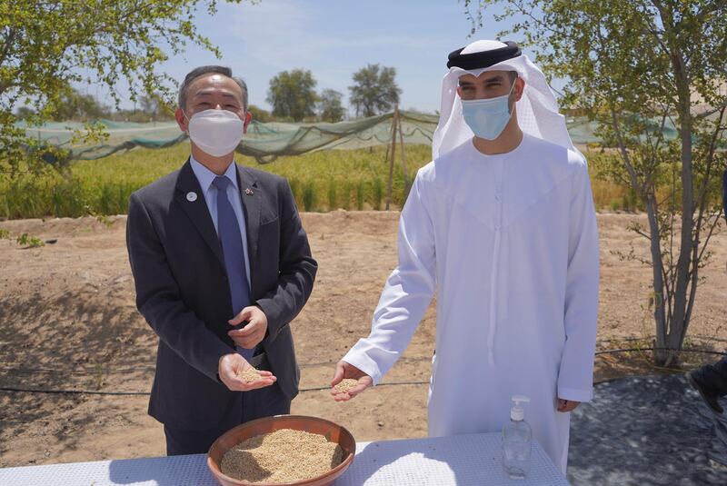 Dr Al Zeyoudi and Kwon Yongwoo, Republic of Korea ambassador to the UAE, visit the rice field in Sharjah. Courtesy: Ministry of Climate Change and Environment
