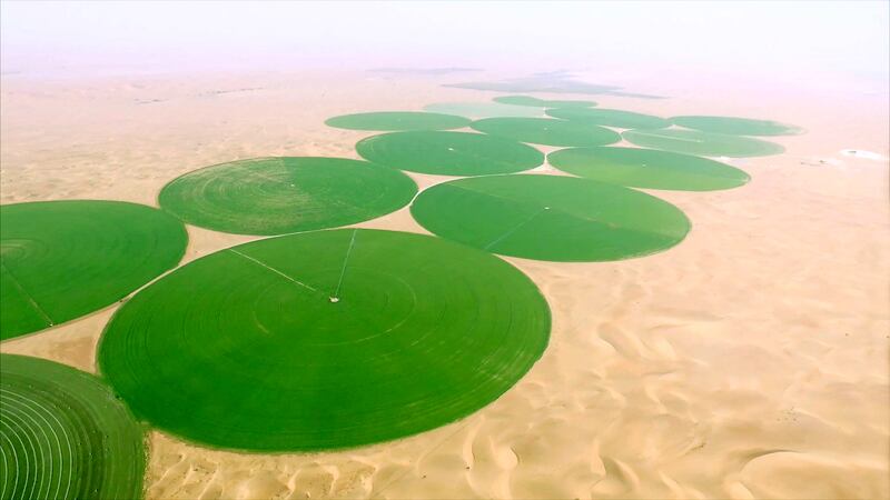 Al Maha Pivot Fields is a large farming complex in Abu Dhabi close to the Dubai border. It has also become an important habitat for many species. Courtesy Elite Agro