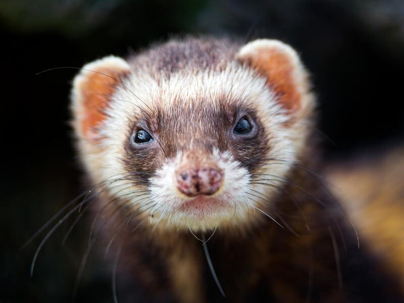 A ferret. Getty Images
