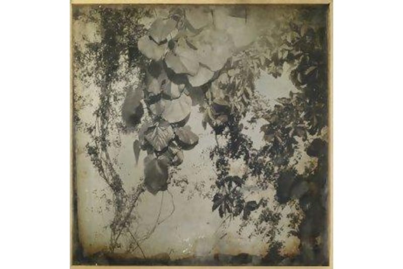 Etude de plantes, daguerreotype by Joseph-Philibert Girault De Prangey, Paris, 1841.
Courtesy Christies Images