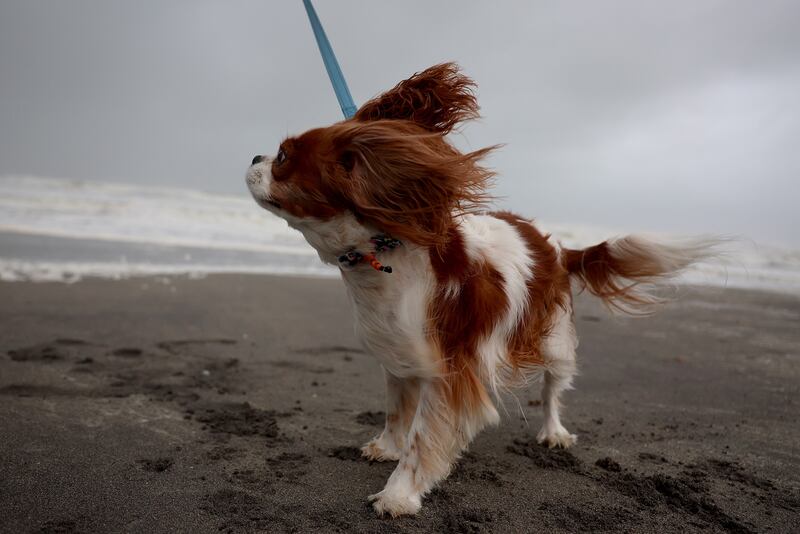 Charleigh stands in the blowing wind as the ocean is whipped up by Tropical Storm Nicole. AFP