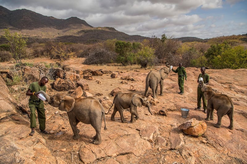 Ami Vitale came first in the 'Nature - Stories' category for this shot that shows keepers feeding baby elephants at the Reteti Elephant Sanctuary in northern Kenya.  EPA/AMI VITALE/NATIONAL GEOGRAPHIC