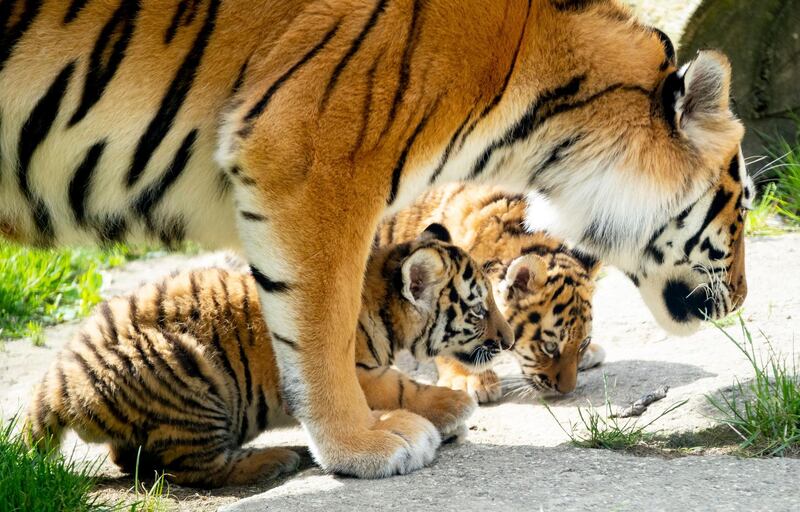 Amur tiger Alexa and her two young babies stand in the Zoo in Hannover, Germany.  AP