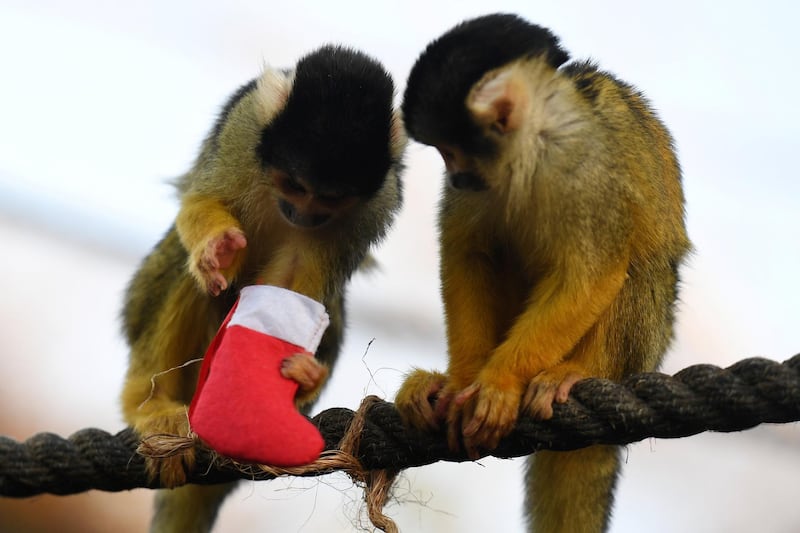 Squirrel Monkeys in London Zoo look for treats in their Christmas stockings. Clodagh Kilcoyne / Reuters