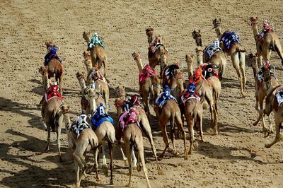 Dubai, April, 06, 2019: Camels participate on the first day of the Marmoom season finals for the camel racing season at Al Marmoom Heritage Village in Dubai. Satish Kumar/ For the National / Story by Anna  Zacharias 