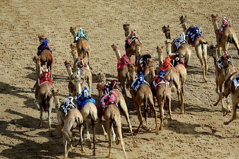 Dubai, April, 06, 2019: Camels participate on the first day of the Marmoom season finals for the camel racing season at Al Marmoom Heritage Village in Dubai. Satish Kumar/ For the National / Story by Anna  Zacharias 