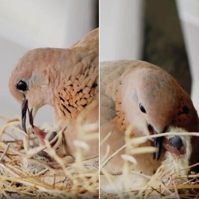 The video shows the mother bird feeding its two hatchlings. Instagram / Faz3