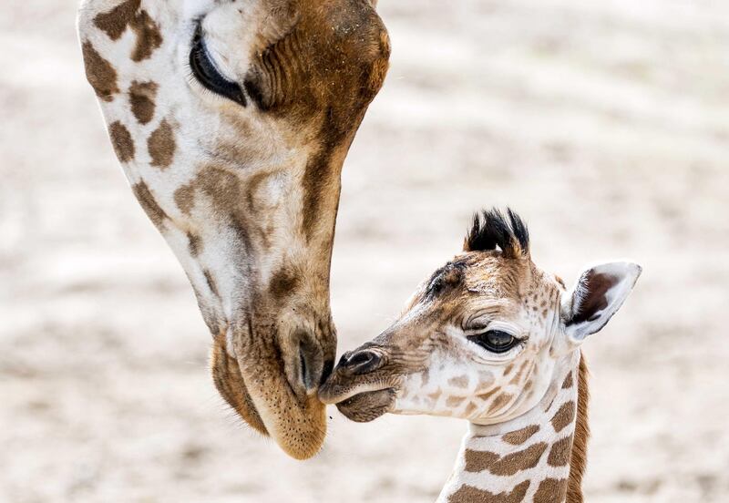 A newborn Nubian giraffe walks on the savannah of Safaripark Beekse Bergen in Hilvarenbeek, the Netherlands.  EPA