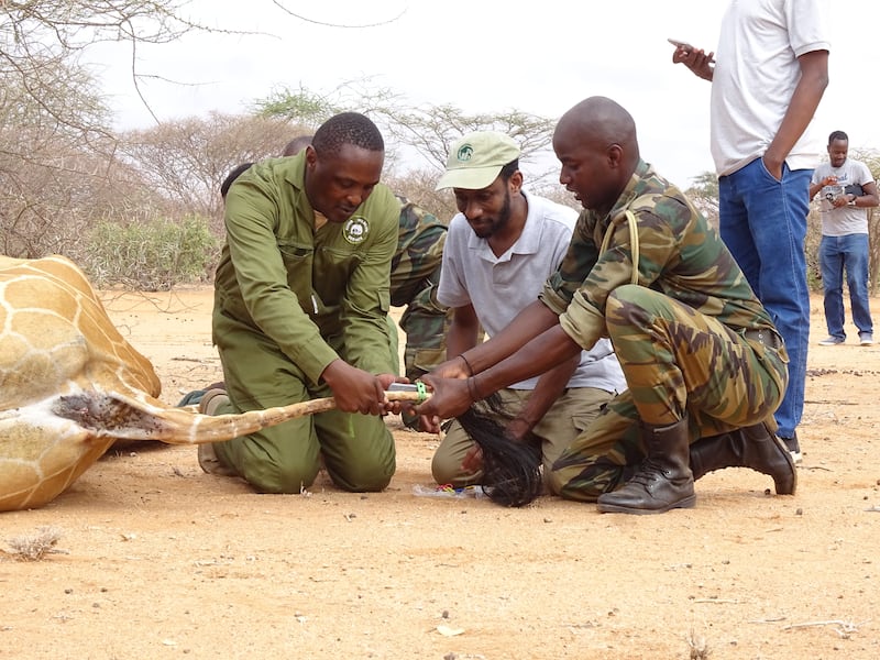 Conservation workers collar a giraffe