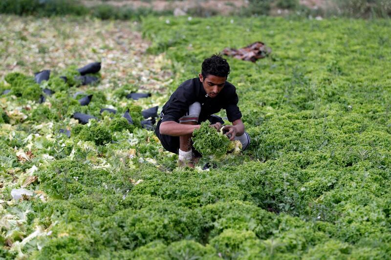 A farmer in his field in the Yemeni capital Sanaa. Yemen is highly vulnerable to climate change-related impacts such as drought, extreme flooding, pests, disease outbreaks, changes of rainfall patterns and rise in sea level. EPA