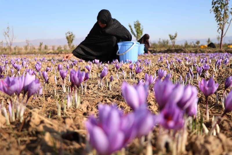 epa07974436 Afghan women harvest saffron flowers in Herat, Afghanistan, 05 November 2019. According to reports the saffron industry in the province of Herat has hired more than five thousand farmers with 40 percent of them being women, to cultivate about one thousand acres of land (about four square kilometers). The World Bank states that saffron is a lucrative alternative to poppy cultivation while international buyers around the world have been attracted by its good quality including Europe, US, China, and India.  EPA/JALIL REZAYEE