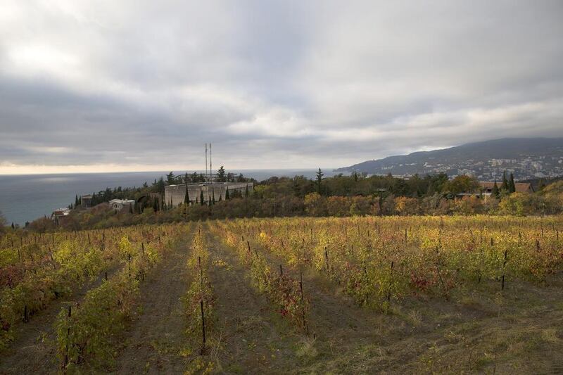 A view of a vineyard of the state-owned Massandra winery in Yalta, Crimea. Massandra has lost a 30-acre plot of land in a popular resort town to the local authorities. Alexander Zemlianichenko / AP Photo
