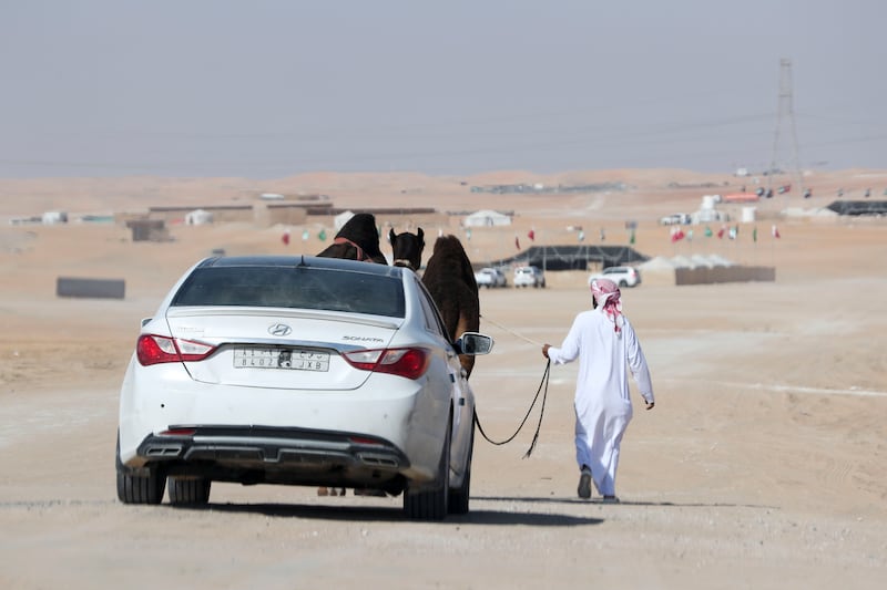 A car follows camels being walked by a caretaker at the site of Al Dhafra Festival.
