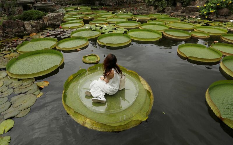 A girl poses for a photo on a giant waterlily during an annual leaf-sitting event in Taipei, Taiwan. Reuters