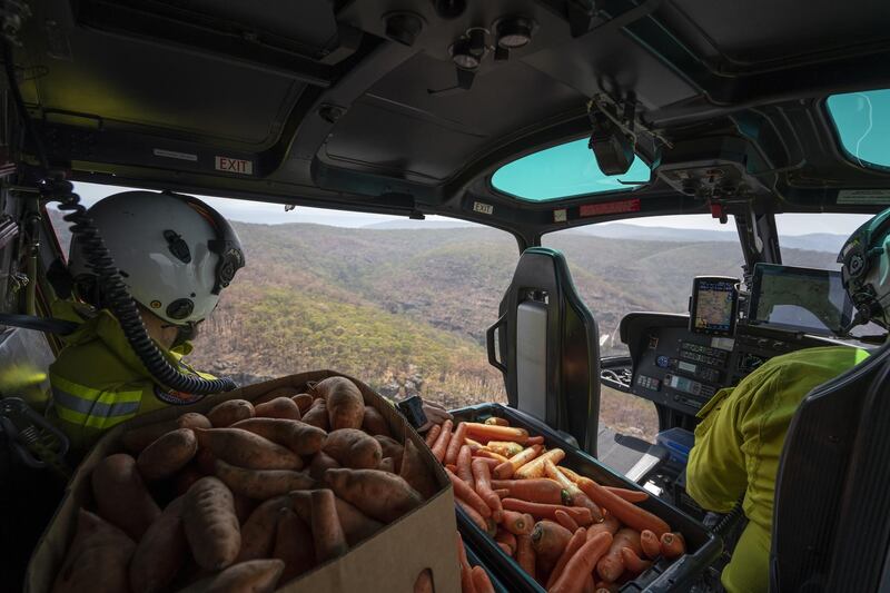 Carrots and sweet potato sitting in a helicopter before a food drop by the New South Wales National Parks and Wildlife Service, in New South Wales, Australia. EPA