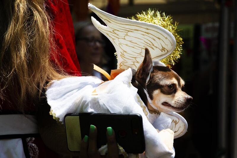 A Chihuahua dressed as an angel is seen at the Wayside Chapel Christmas Lunch in Sydney, Australia. Getty Images