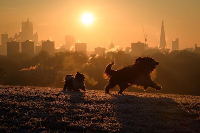 Dogs play in the early morning light on Primrose Hill as the sun begins to rise in London. Getty Images