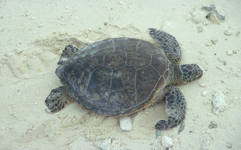 The Eastern Pacific green turtle is listed as vulnerable to extinction. USFWS