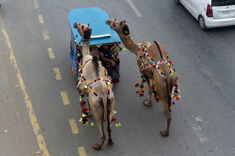 Customers lead away camels bought at a market in Lahore.  AFP
