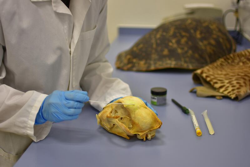 ZSL scientist Alex Thomas dusts a cheetah skull for fingerprints to tackle IWT. Courtesy Zoological Society of London 