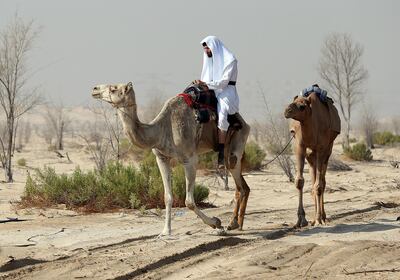 Abu Dhabi, October, 05, 2018: Mike Metzger who is setting off on a 10 day trek across the desert on camel  from Abu Dhabi to Al Ain with his camles on the outskirts of AbuDhabi . Satish Kumar for the National/ Story by Gillian Duncan
