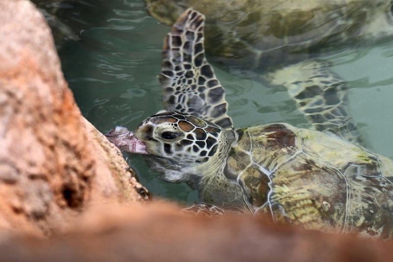 Dubai, United Arab Emirates - Reporter: Georgia Tolley. News. Nature. The turtles are fed. Sheikh Fahim Al Qassimi rescued a turtle and took it to the Burj Al Arab Turtle Rehabilitation Sanctuary for surgery. Sadly one flipper had to be amputated after it got tangled up in fishing wire. They're still hoping it might be able to be released back into the wild, if it can still dive. Sunday, March 14th, 2021. Dubai. Chris Whiteoak / The National