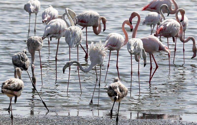 ABU DHABI , UNITED ARAB EMIRATES , NOV 23   – 2017 :- Flamingos at the Al Wathba Wetlands in Abu Dhabi. (Pawan Singh / The National) Story by Melinda Healy