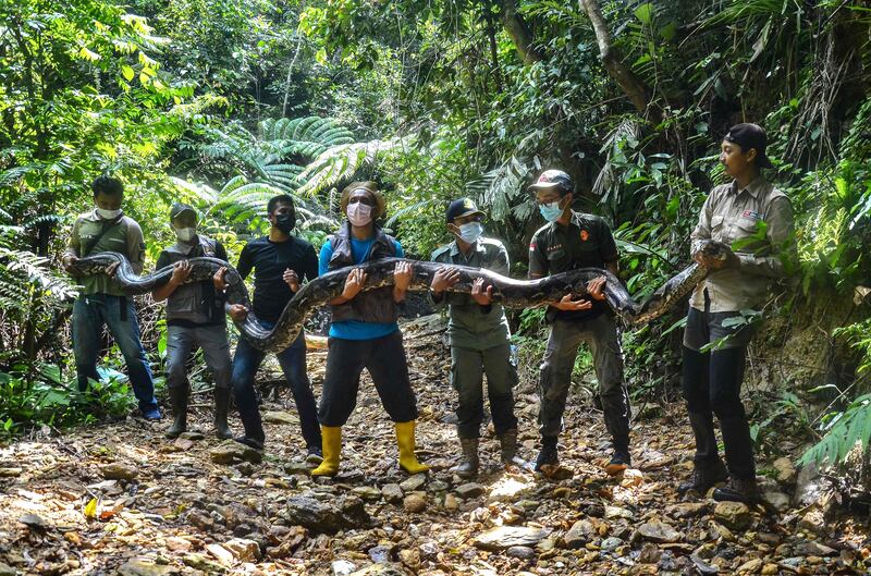 Wildlife rangers hold a sedated nine-metre python, estimated to weigh about 100 kilograms, which they caught near a village in Kampar and later released back into the neighbouring jungle of Palalawan, Indonesia. AFP