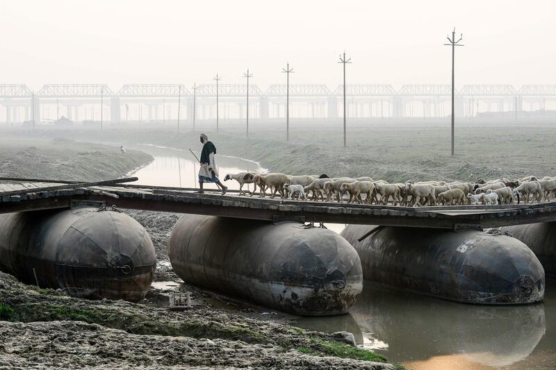 A shepherd leads a flock of sheep on a pontoon bridge in Allahabad.  AFP