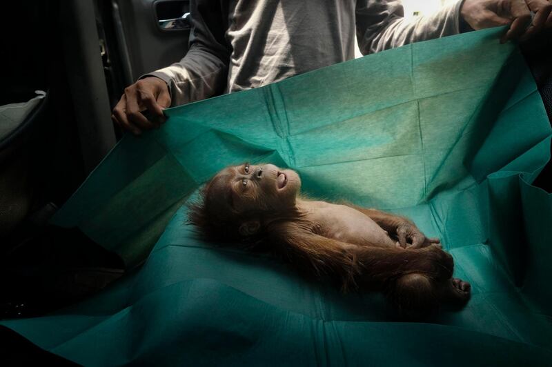 A photo by Alain Schroeder shows the body of a month-old orangutan lies on a rescue team's surgical drape, near the town of Subulussalam, Sumatra, Indonesia, on March 10, 2019, wins first prize at Nature Singles category. Alain Schroeder / EPA