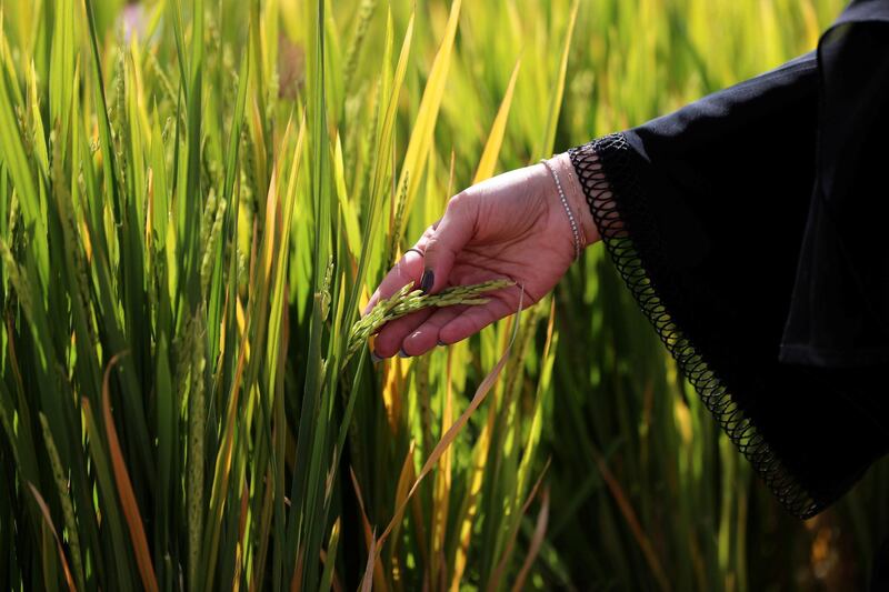 Sharjah, United Arab Emirates - Reporter: Sarwat Nasir. News. Food. Amal Al Ahmadi, head of agricultural research section at Ministry of Climate Change and Environment at a rice farm, as part of research by the ministry to enhance UAEÕs food security. Sharjah. Monday, January 11th, 2021. Chris Whiteoak / The National